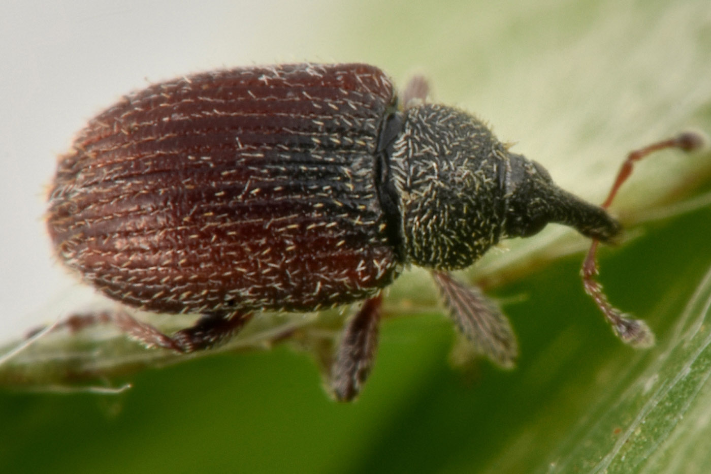 Gymnetron sp?   Sì,  Gymnetron rostellum